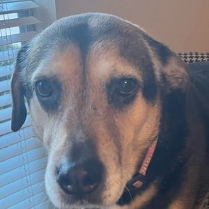 Meet your Posher, Lucy